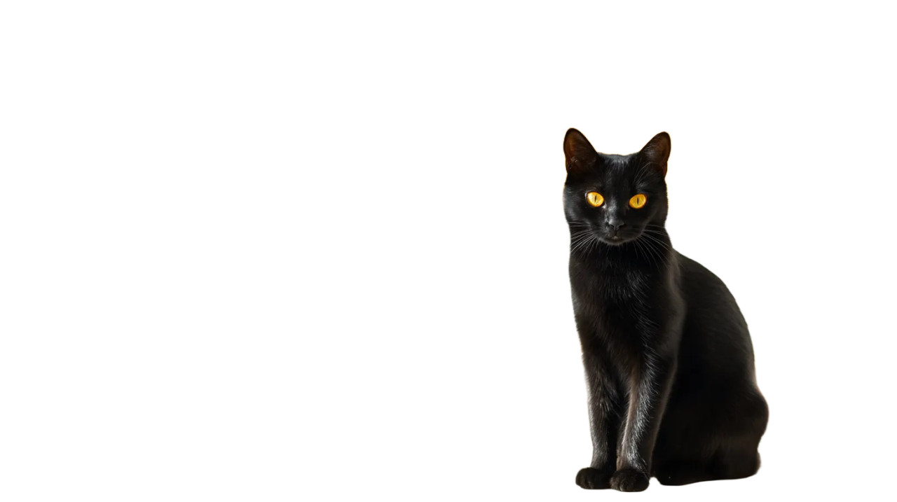 Black Cat V14 Vinyl Car Decal Sticker – Waterproof & UV-Resistant